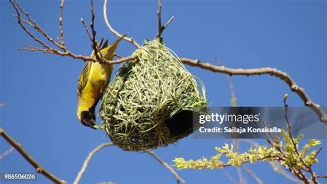 Tailor Bird Nest Photos And Premium High Res Pictures Getty Images