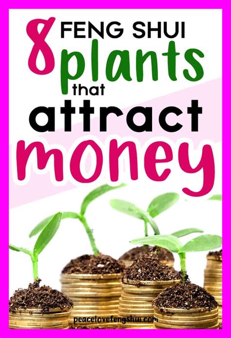 Feng Shui Plants For Wealth 8 Plants That Attract Money And Abundance