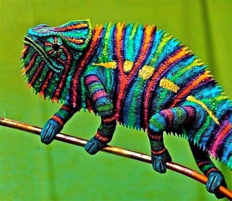 Multi Colored Chameleon Reptiles Colorful Animals Lizard