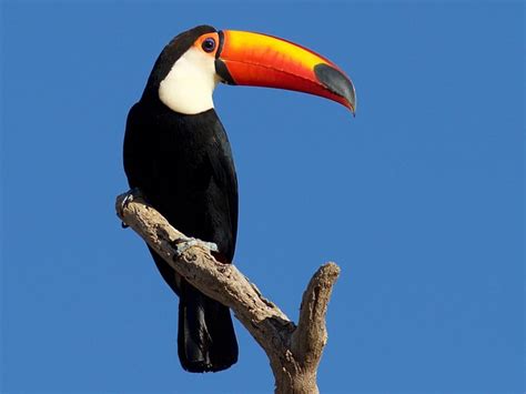 Toco Toucan Habitat