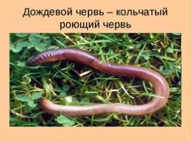 Презентация - Животные маленькие и большие для 3 класса (20 слайдов)