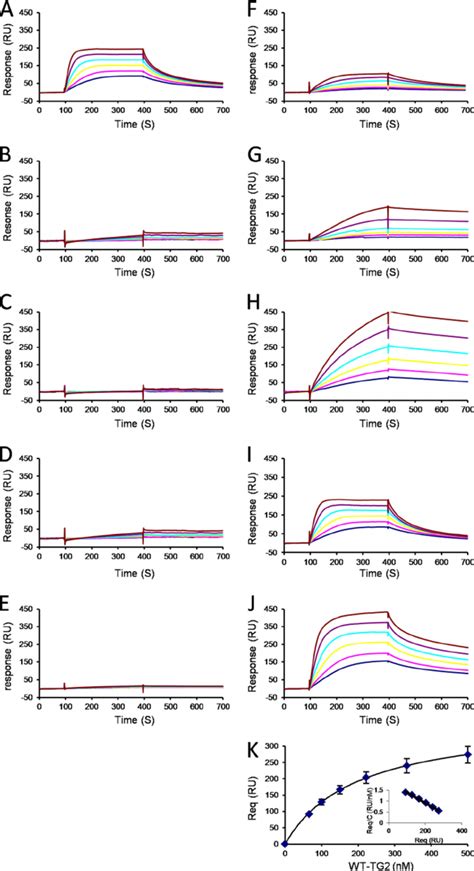 Binding Of Wt And Mutant TG2 To Immobilized Heparin Wt TG2 A