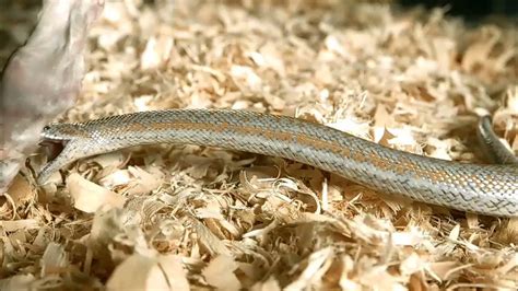 Wildlife Photography Snake 🐍🐍 Eating A 🐀🐀 Rat New 4k Wildlife