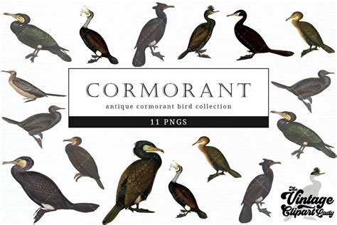 Cormorant Vintage Bird Illustration Graphic By Theclipartlady · Creative Fabrica