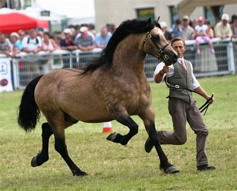 Welsh Cob Stallion In Dapple Buckskin Colour Dream Horses