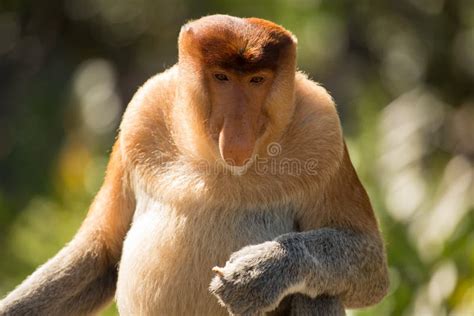 Portrait Of Fabulous Long Nosed Monkey Stock Image Image Of Bekantan