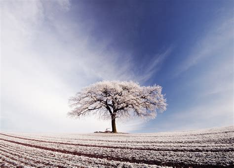 White tree HD wallpaper | Wallpaper Flare