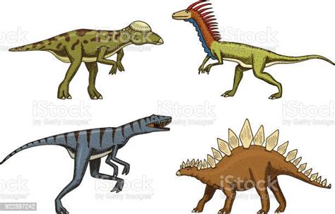 작은 공룡 Deinonychus Stegosaurus Velociraptor 半 해골 화석 선사 시대 파충류 동물 손 그려진된