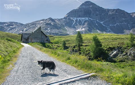 Passo Di Campagneda E Val Poschiavina Giro Ad Anello Zampe A Zonzo