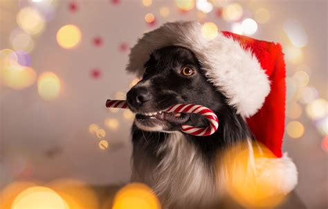 🔥 45 Christmas Of Dogs Wallpapers Wallpapersafari