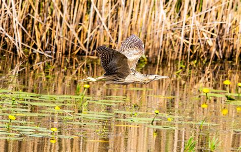 Rohrdommel Forum für Naturfotografen