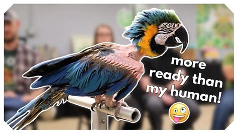 Zoey The NAKED Macaw YouTube