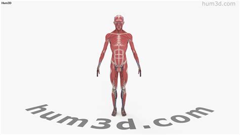 360 View Of Complete Male Anatomy 3d Model 3dmodels Store