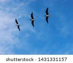 Three Seagulls In Flight Image Free Stock Photo Public Domain Photo