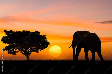 Elephant Silhouette Sunset