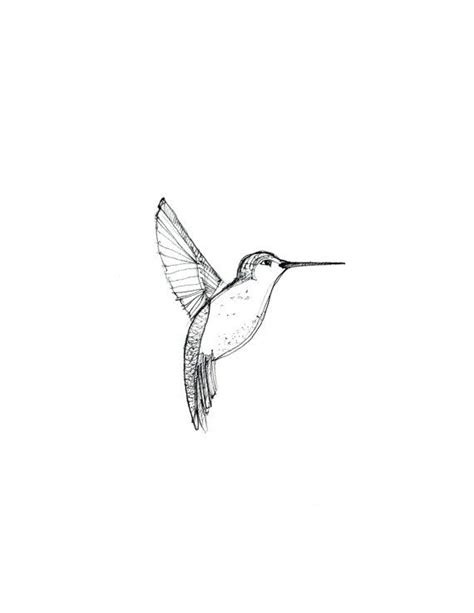 Hummingbird Drawing In Pencil At Getdrawings Free Download