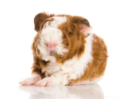 4 Curly Haired Guinea Pig Breeds And 3 Interesting Facts About Them