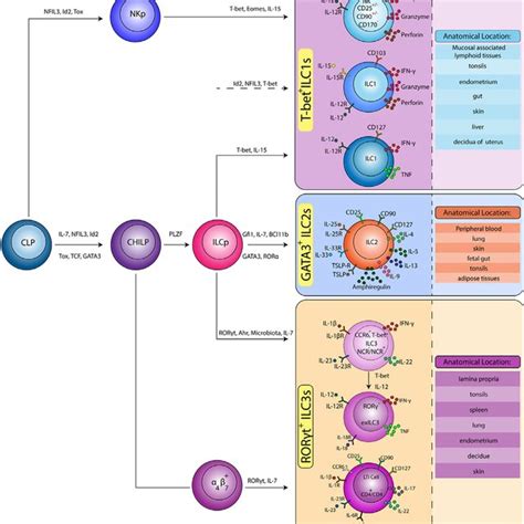 Pdf The Role Of Innate Lymphoid Cells In Health And Disease