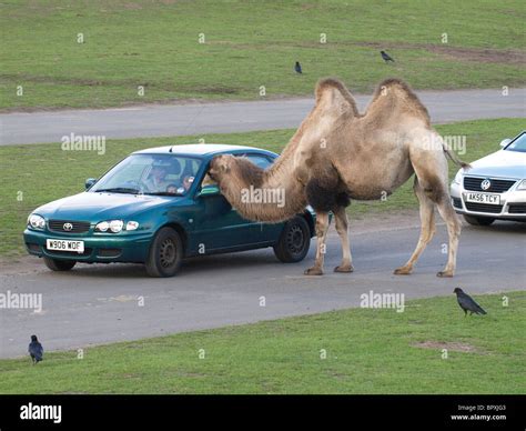 Camel Putting Its Head Into A Car The West Midland Safari And Leisure