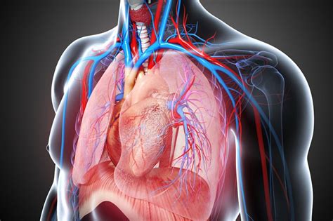 TMH HOSPITAL | CARDIOTHORACIC SURGERY