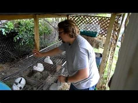 Rabbit breeding problems | Pet care, Problem, Rabbit