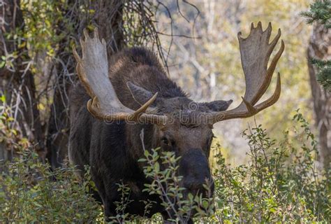 Bull Moose During The Rut In Fall Stock Image Image Of Teton Wild