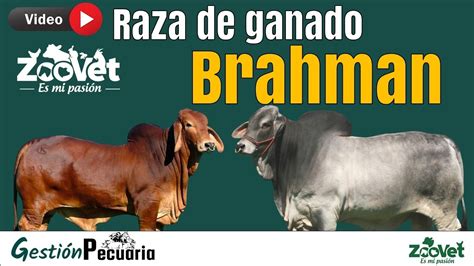 Raza De Ganado Brahman YouTube