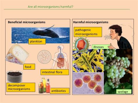 Harmful Bacteria Images With Names