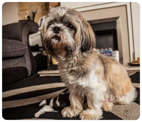 Lhasa Apso x Shih Tzu Puppies | in Grimethorpe, South Yorkshire | Gumtree