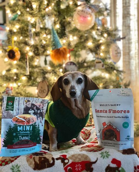 Mia posing with her Christmas haul : r/Dachshund