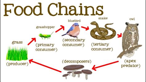 Food Chains For Kids