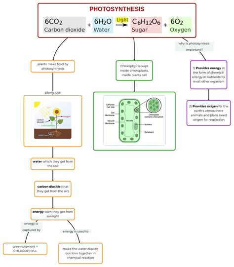 PHOTOSYNTHESIS Mappa E Riassunto