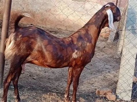 Brown Sirohi Female Goats At Rs 230 Kg In Ajmer ID 23696673462