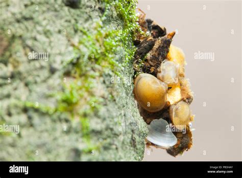 Caddisfly Larva Trichoptera Fotograf As E Im Genes De Alta Resoluci N