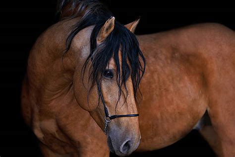 20+ Horse Fetlock Hair Stock Photos, Pictures & Royalty-Free Images - iStock