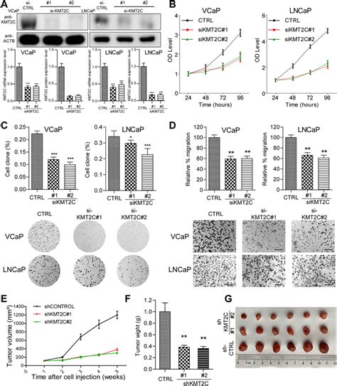 Knockdown Of Kmt2c Suppresses The Malignant Phenotype Of Prostate