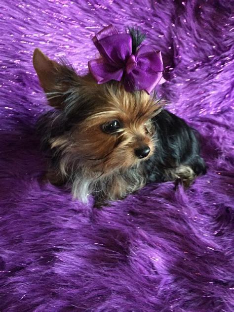 Babydoll Yorkies Animals Beautiful Yorkie Cute Animals