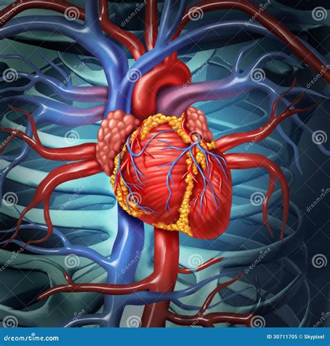 Cardiovascular Human Heart Stock Illustration Illustration Of Highlighted 30711705