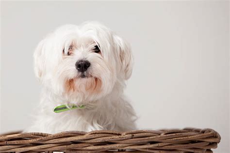 150+ Fotos, Bilder und lizenzfreie Bilder zu Maltezer - iStock