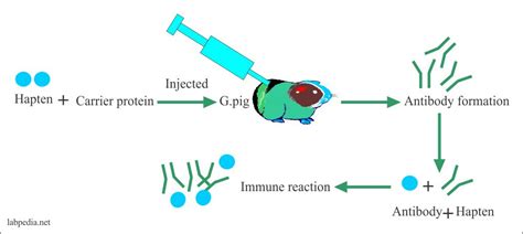 Chapter 3 Immunogen And Antigen