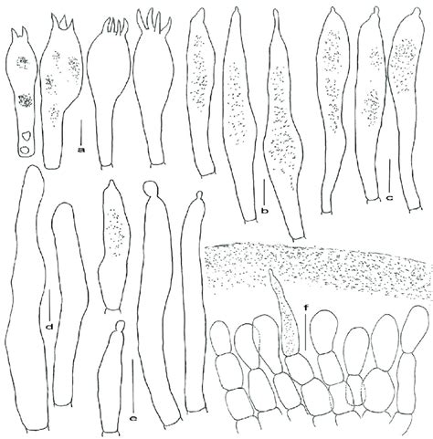 Russula gelatinosa (GDGM 71806, holotype). a.Basidia; b.Pleurocystidia ...