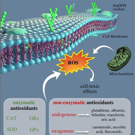 Enzymatic And Non Enzymatic Classification Of Antioxidants In The