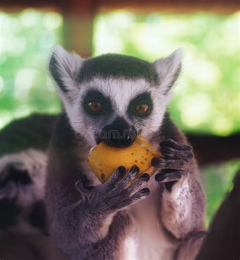 Lemur eating banana stock image. Image of image, endemic - 24444019