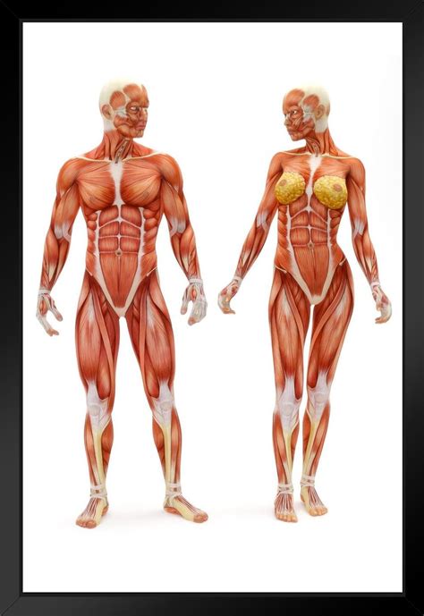 Trinx Male Female Musculoskeletal System Human Anatomy Educational