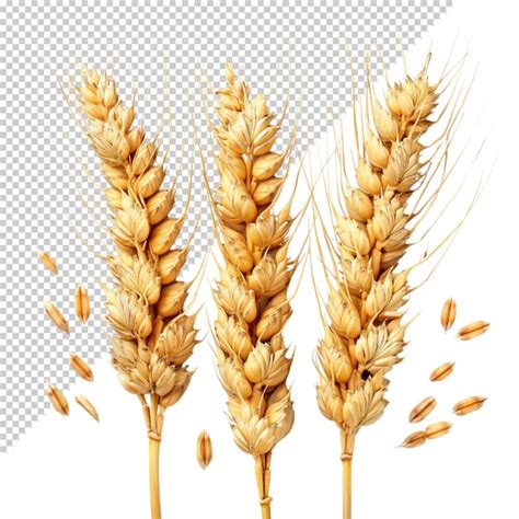 Premium PSD Wheat Isolated On Transparent Background