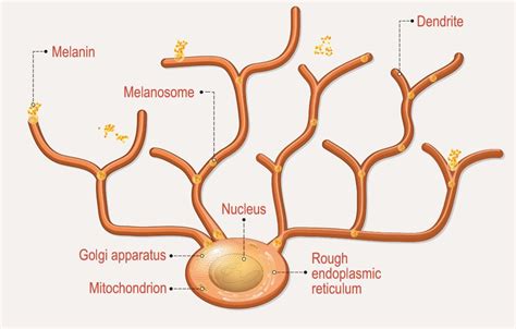 Hyperpigmentation What Is It And How To Treat It