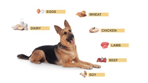 Basic Nutritional Advice For German Shepherds: Helpful Tips