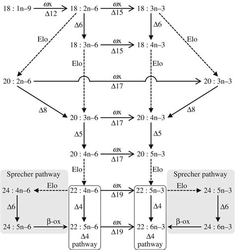 A General Illustration Of The Pufa And Lc Pufa Biosynthetic Pathways