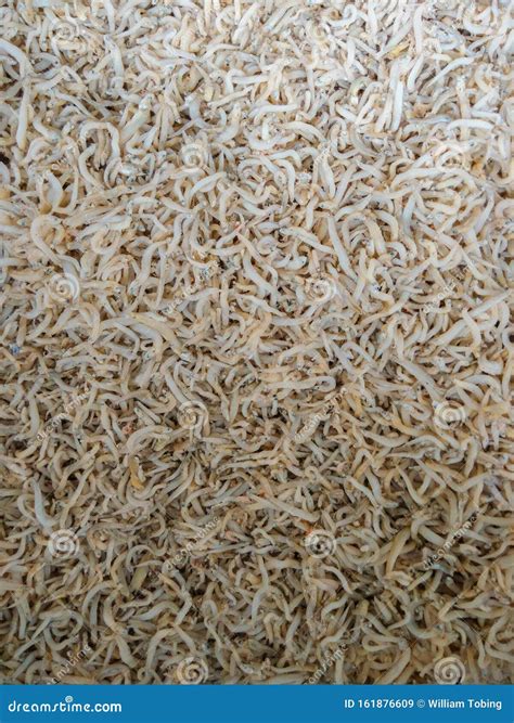 Group of Small Anchovies Fish Stock Image - Image of small, anchovies