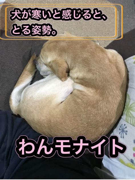 【松本秀樹流】「犬の寒さ対策3選」 松本秀樹の三度の飯より犬が好き！by アメブロ